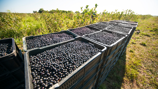 Ce inseamna o cultura ecologica de aronia? Descopera secretele agriculturii sustenabile cu EcoProds