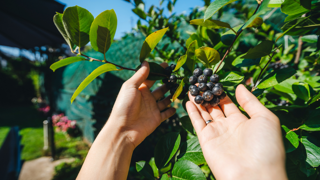 10 Beneficii surprinzatoare ale consumului de aronia pentru sanatate