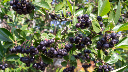 Sucul de aronia poate ajuta la prevenirea si tratarea constipatiei?
