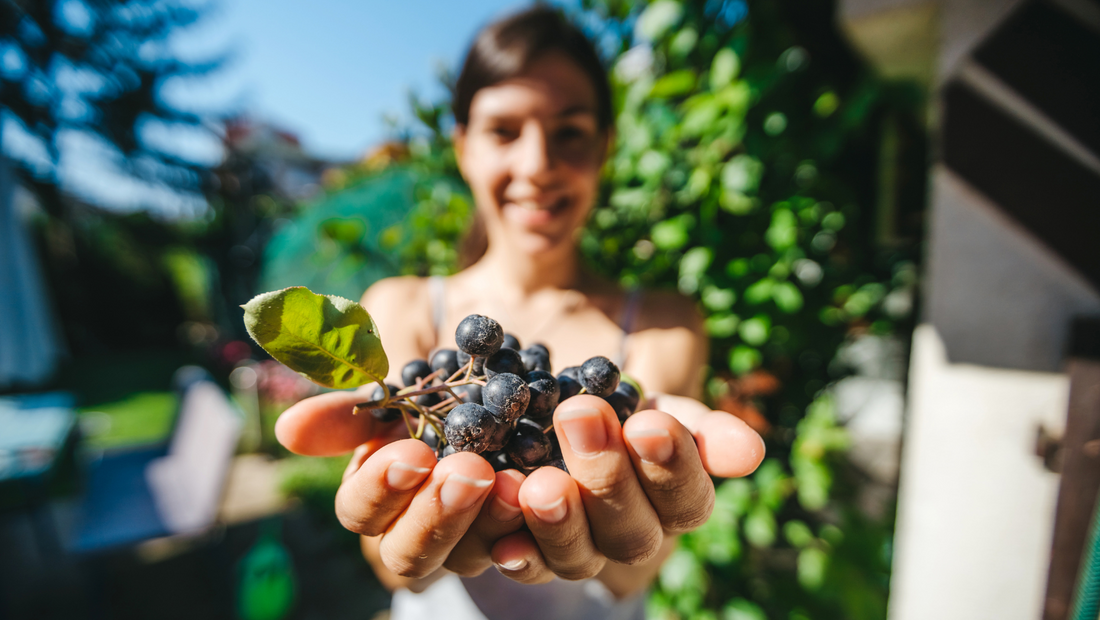Cat timp trebuie sa bei suc de aronia pentru a vedea efectele asupra sanatatii?