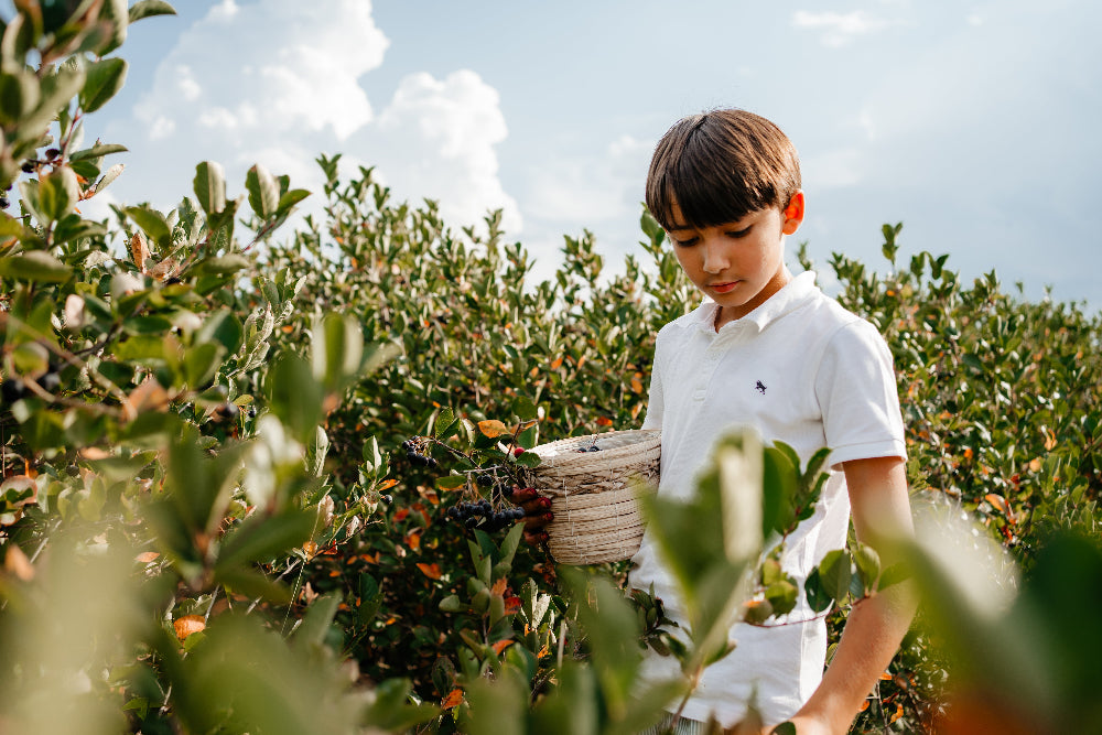 Suc de Aronia Ecologic – 1 cutie 3L