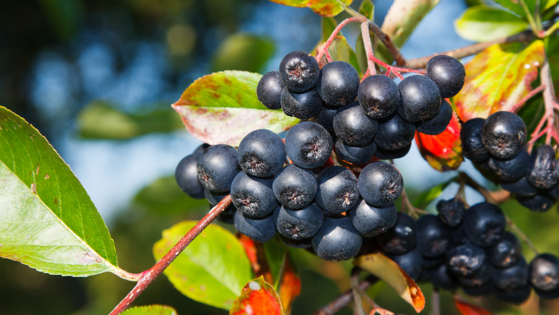 Aronia: Fructul minune care iti intareste sistemul imunitar