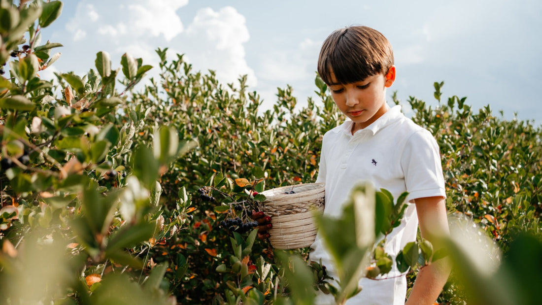 Totul despre cultivarea Aroniei: De la plantare la recoltare